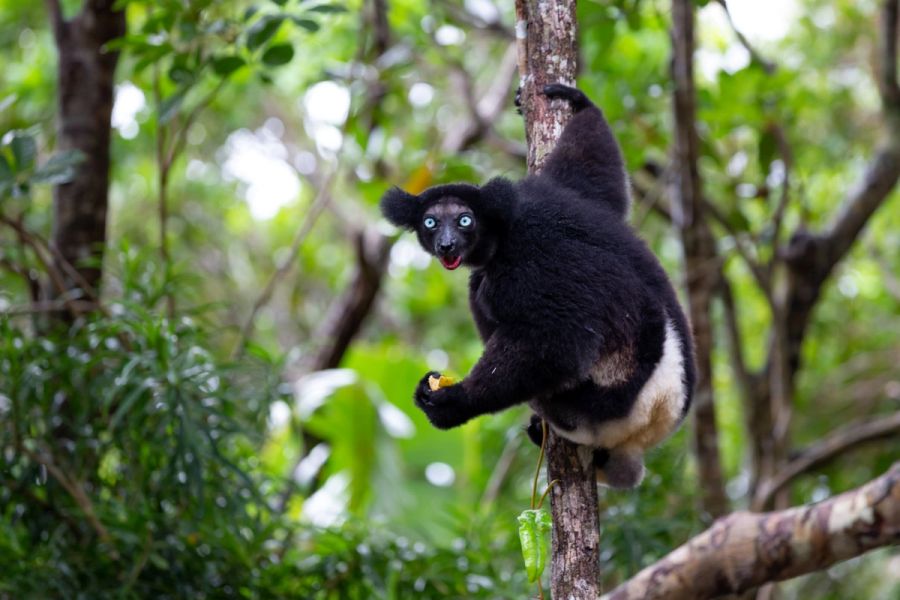 Indri lemur
