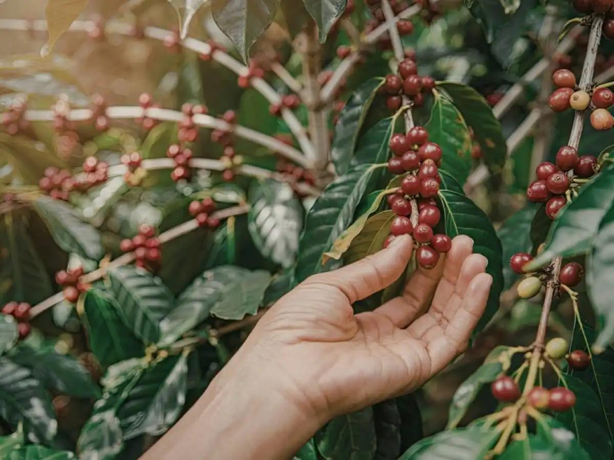 Coffee Tasting at Hacienda Venecia