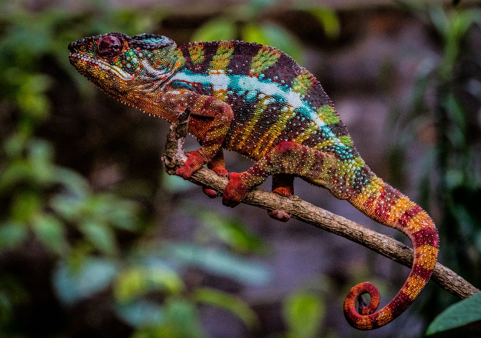 Classic Madagascar - Rainforest and the RN7