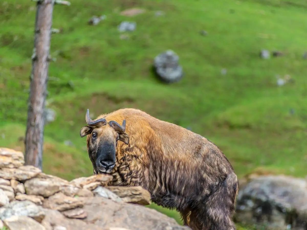 Bhutan Takin, Takin animal, Motithang Takin Preserve