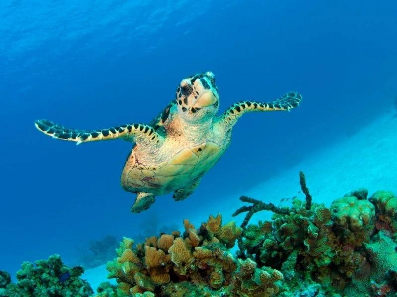 Grand Cayman and the Spirit of Discovery