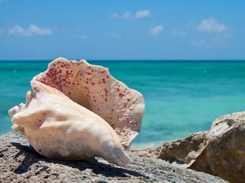 Nature and Wildlife Beyond the Resorts