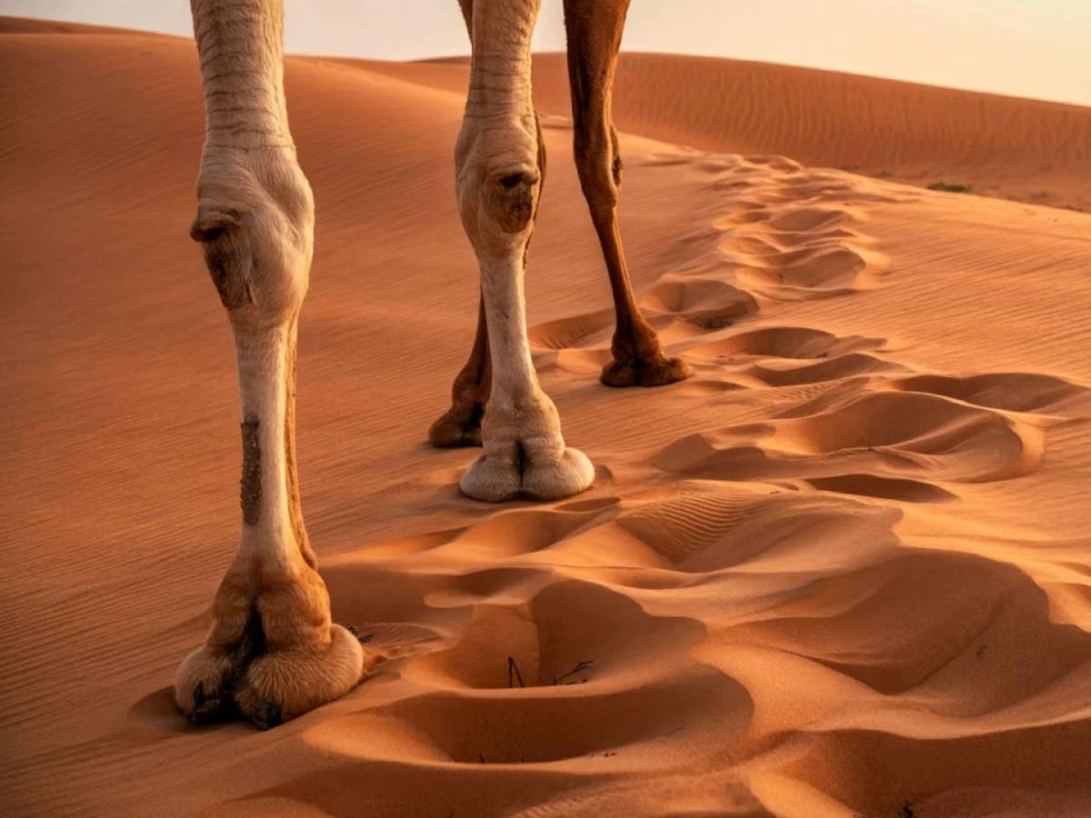 Ride a camel - Khongor Sand Dunes