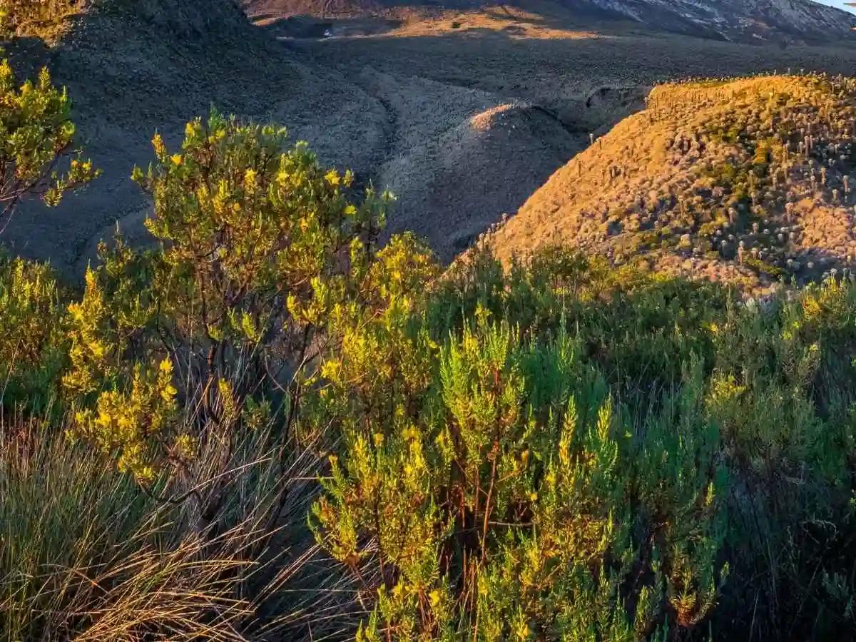 Los Nevados National Park