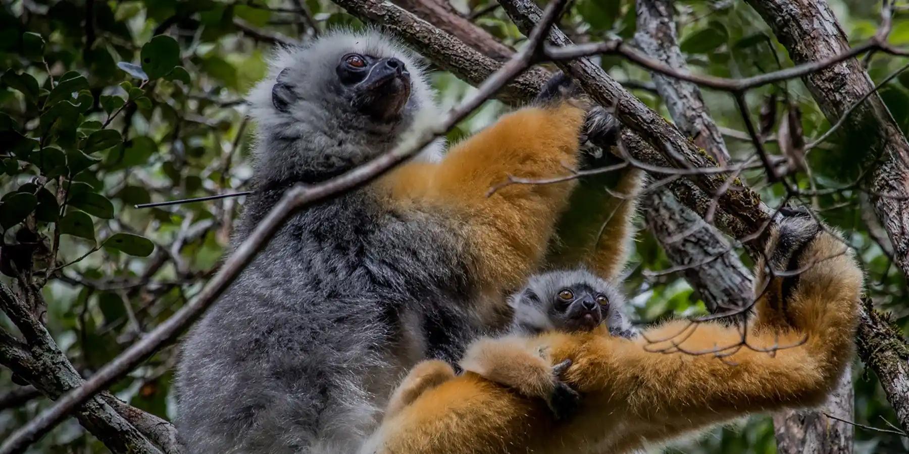 Madagascar-Destination
