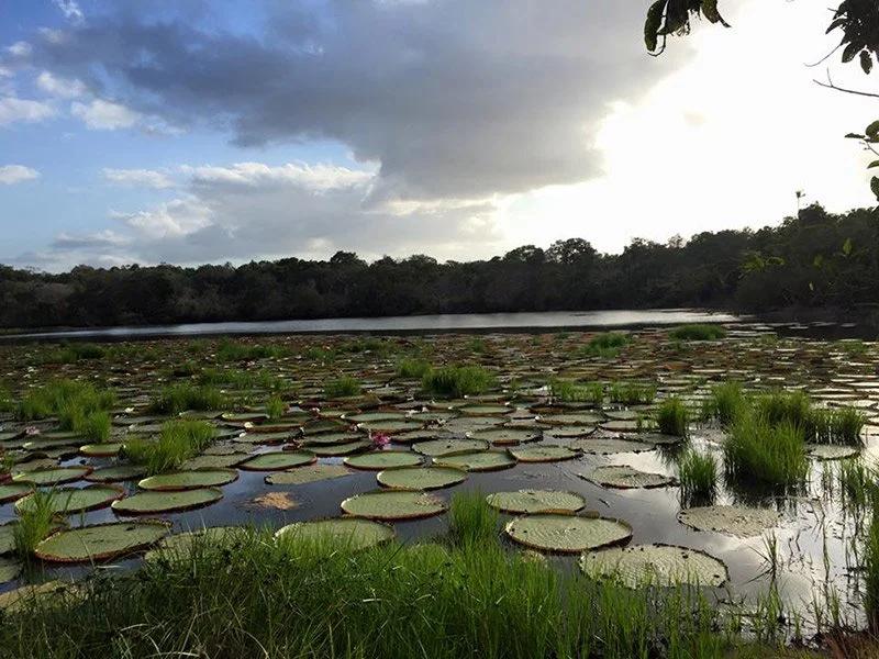 Nature of Guyana