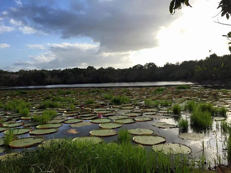 Nature of Guyana