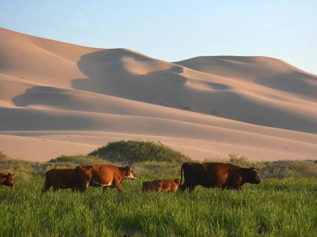mongolia-khongor-sand-dunes