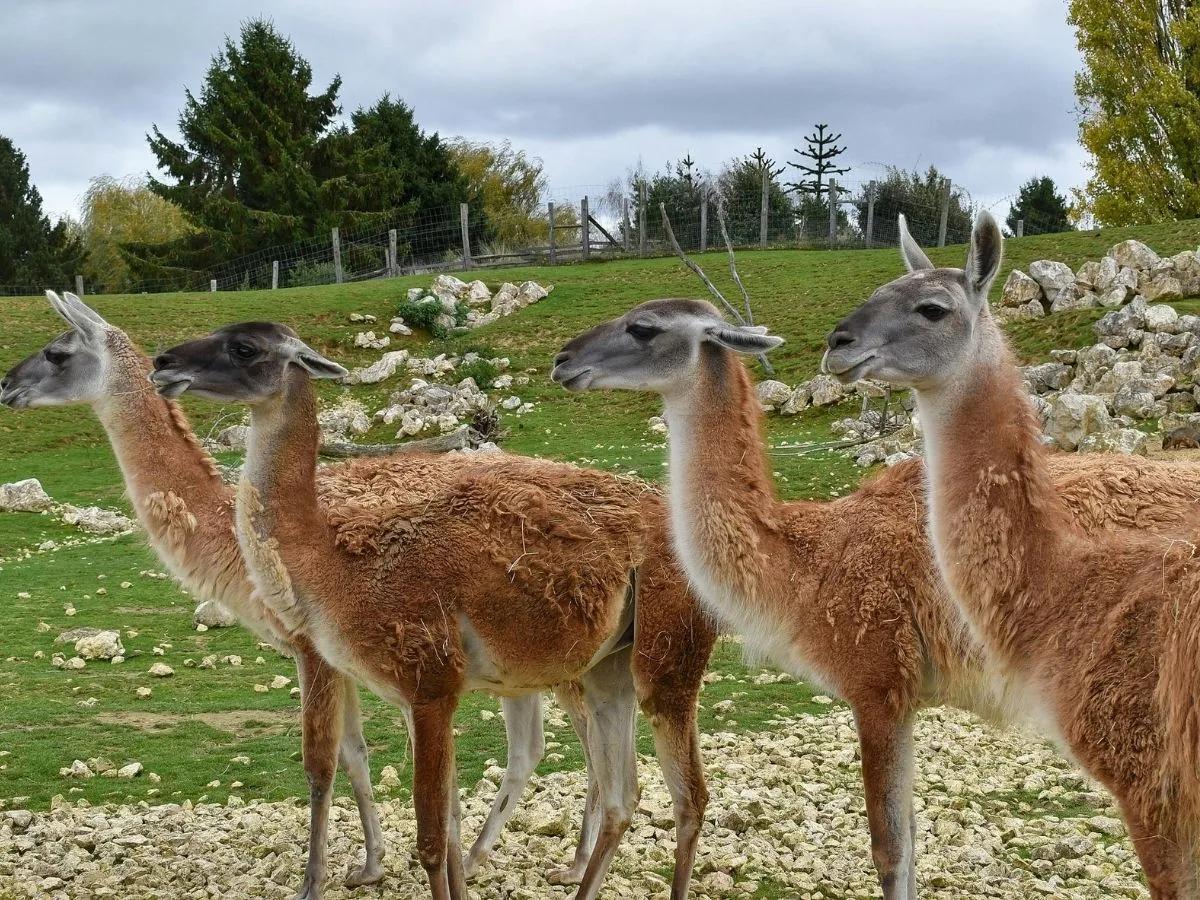 Guanacos