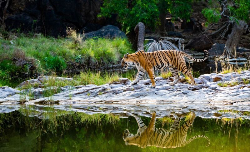 India Tailormade - Big Cats and Small Kingdoms 