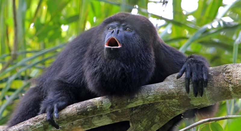 Hidden Guianas with Tour Leader – Escorted