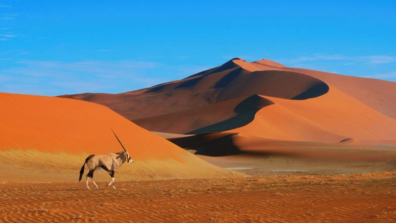 Namibia Self Drive Tailormade - Desert, Wildlife & Endless Horizons
