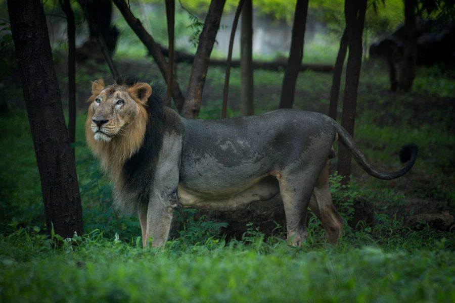 Male Asiatic Lion Standing in Gujarat India Wildlife Portrait