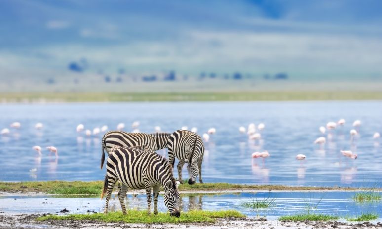 Tanzania Safari 