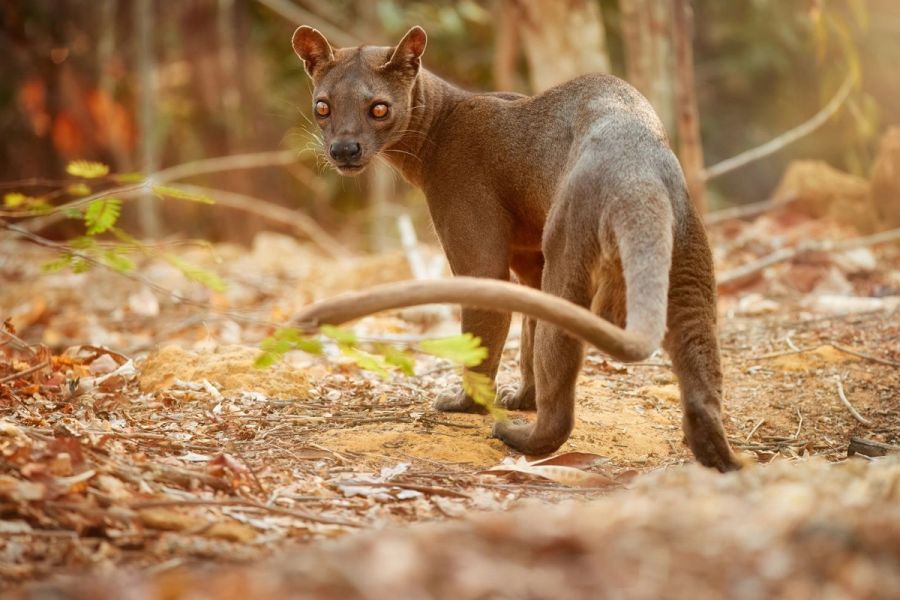 Fossa Madagascar