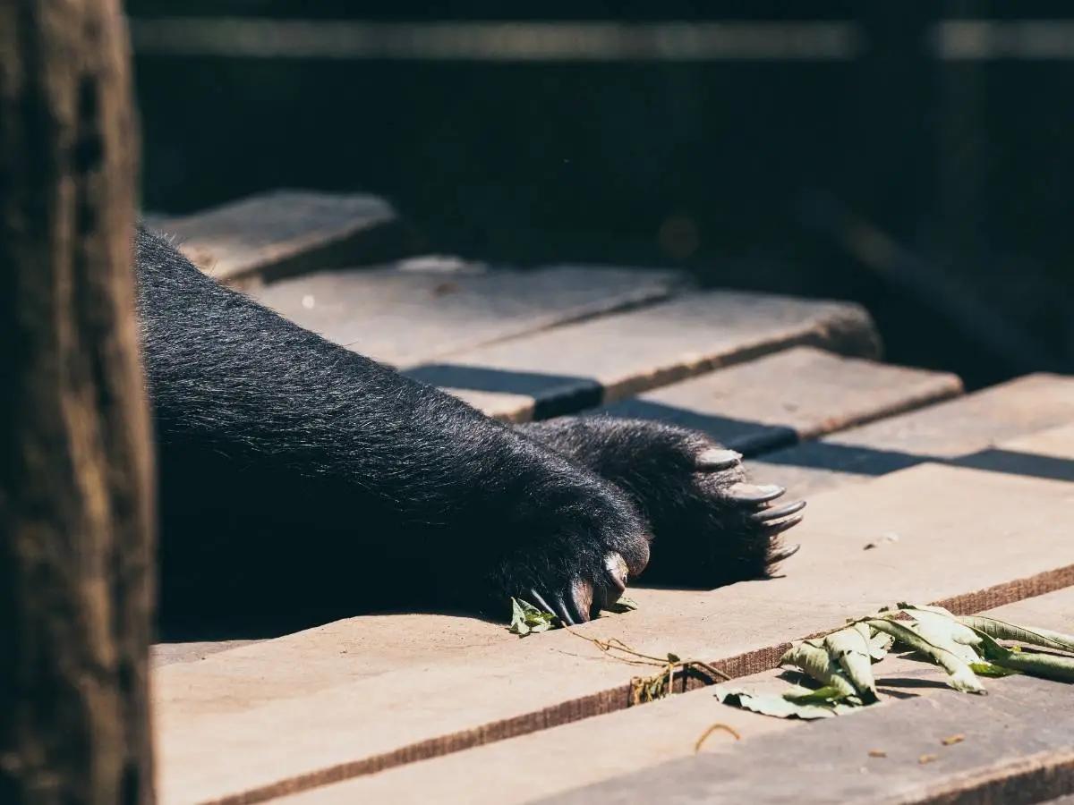 Sunbear Refuge