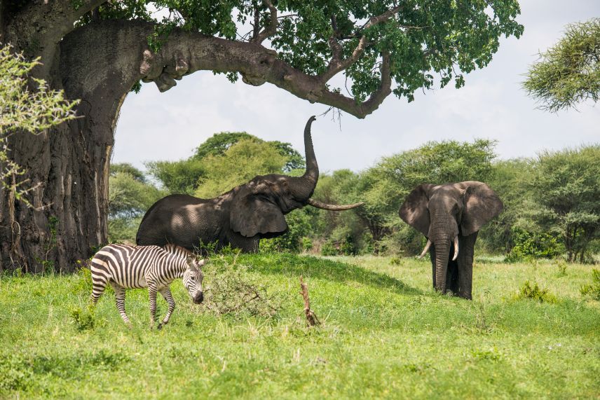 Tanzania Safari
