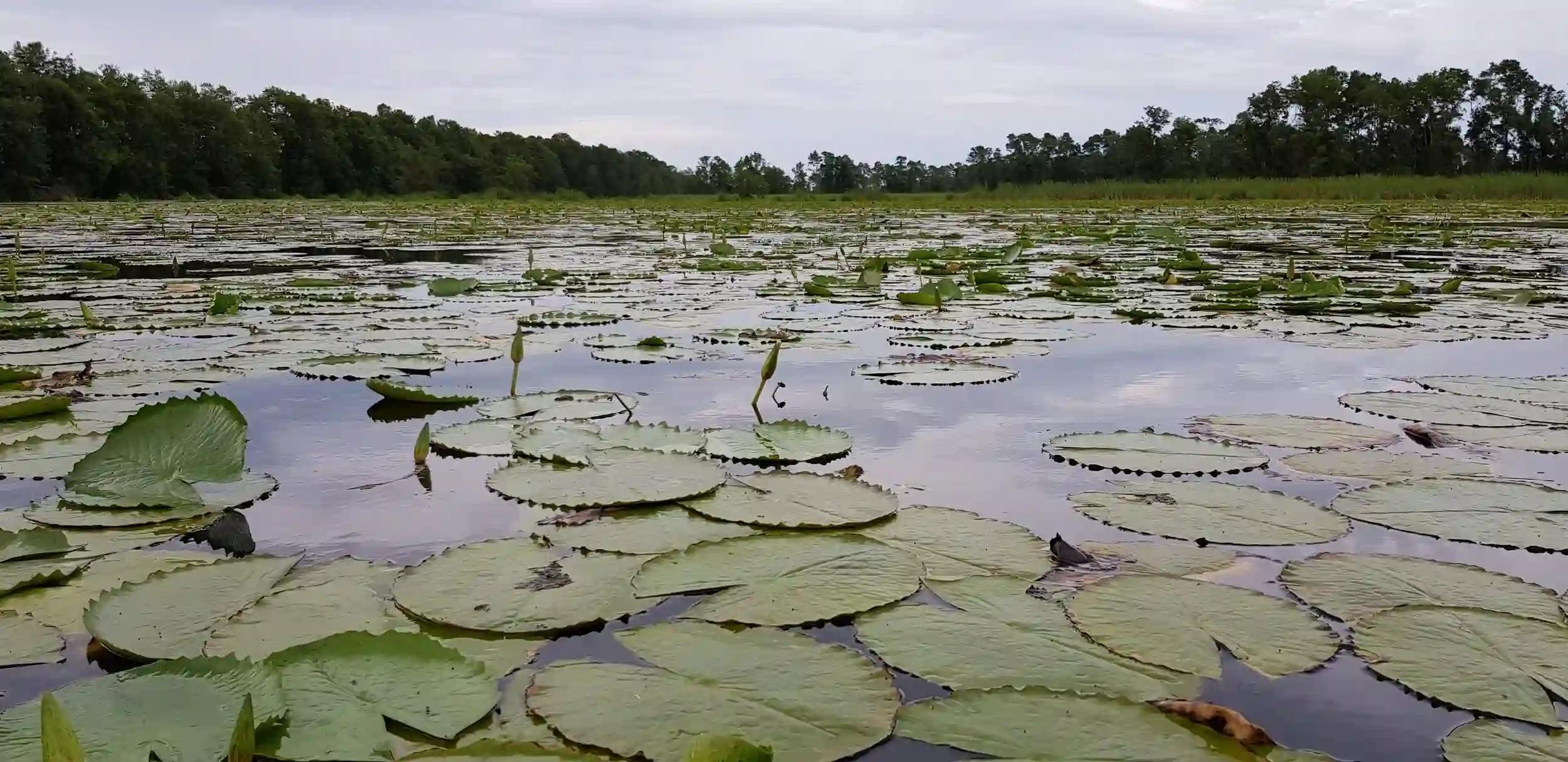 Suriname-Destination