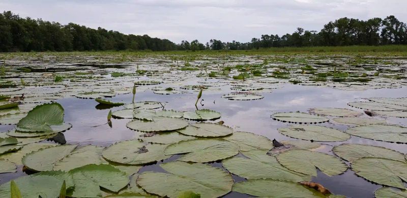 Suriname