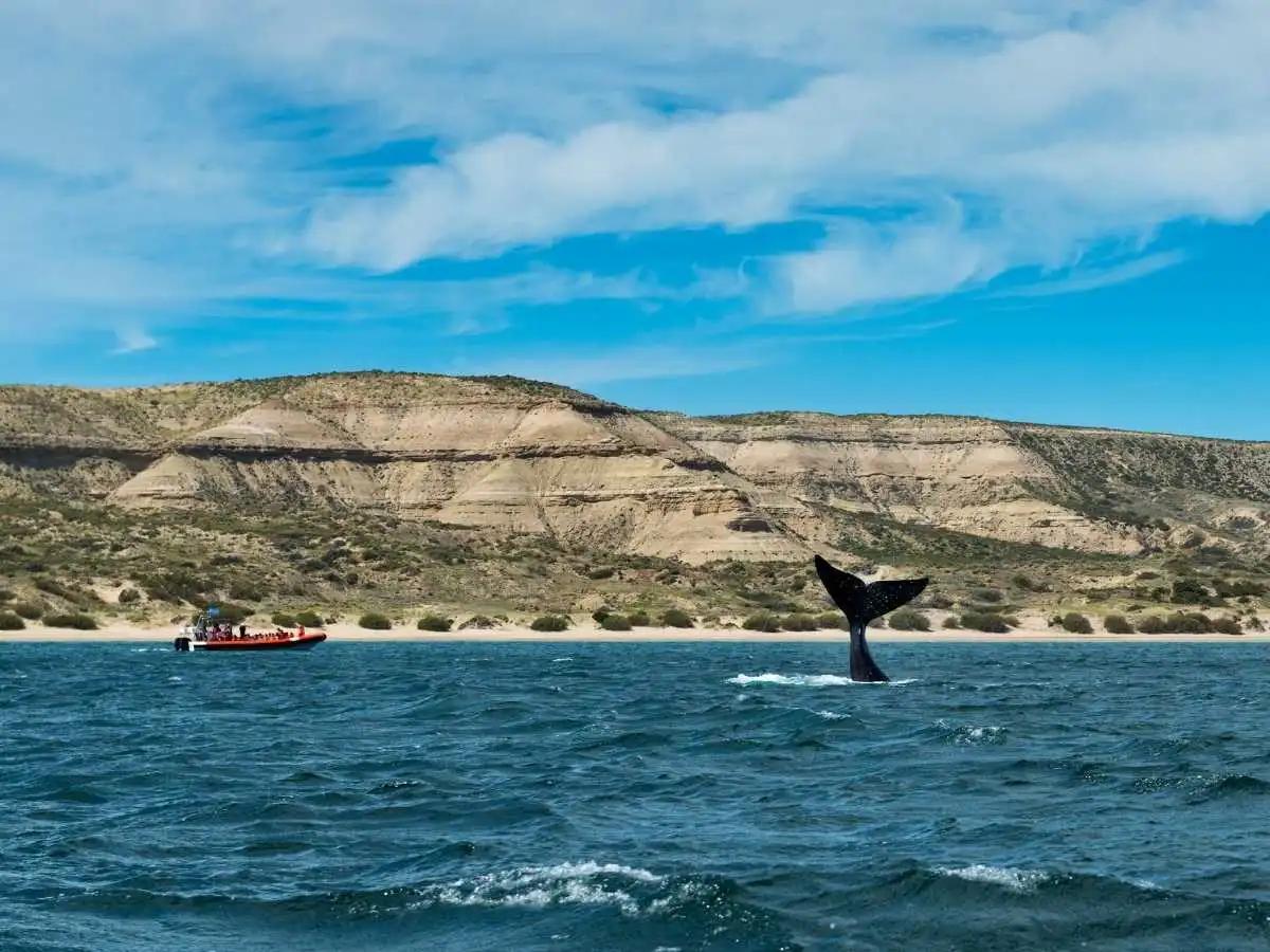 Peninsula Valdes whales
