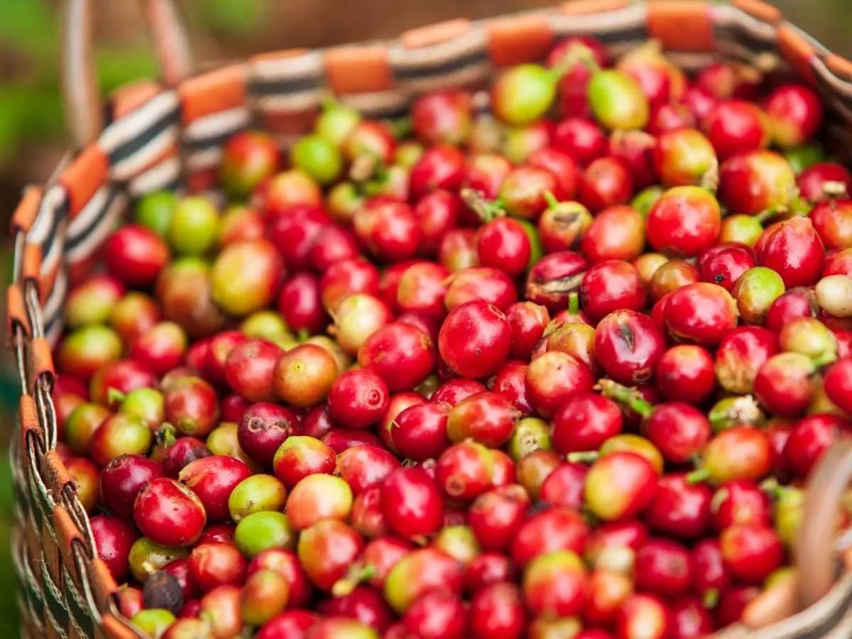 Food and Drink in Laos