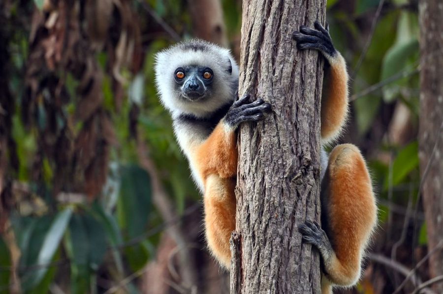Lemur