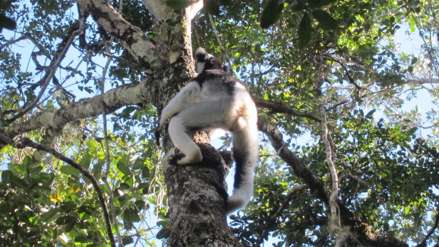 Indri