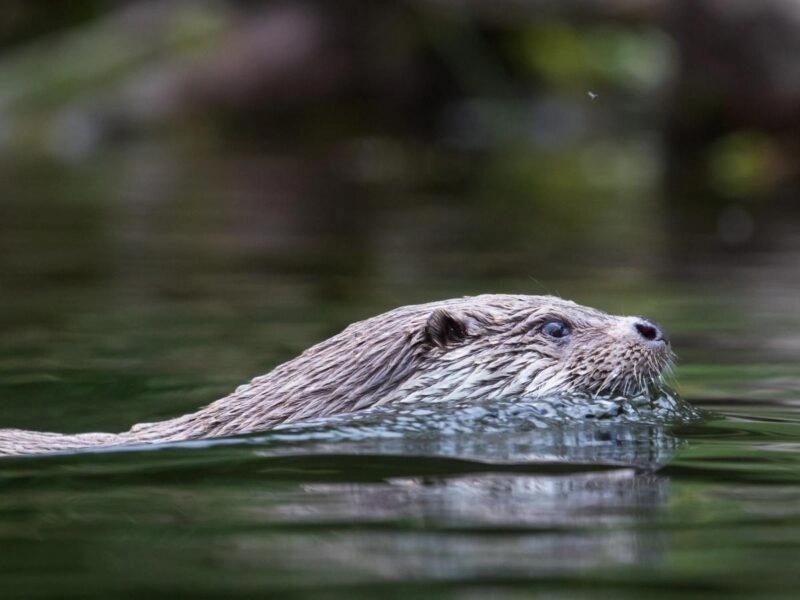 Diverse Wildlife and Nature
