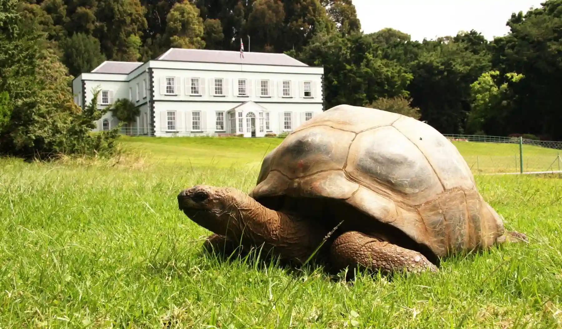 Jonathan-Plantation-House-Saint-Helena-1