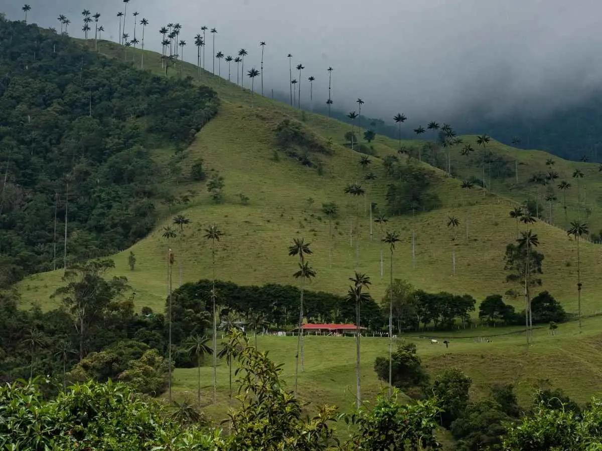 Colombia’s Coffee