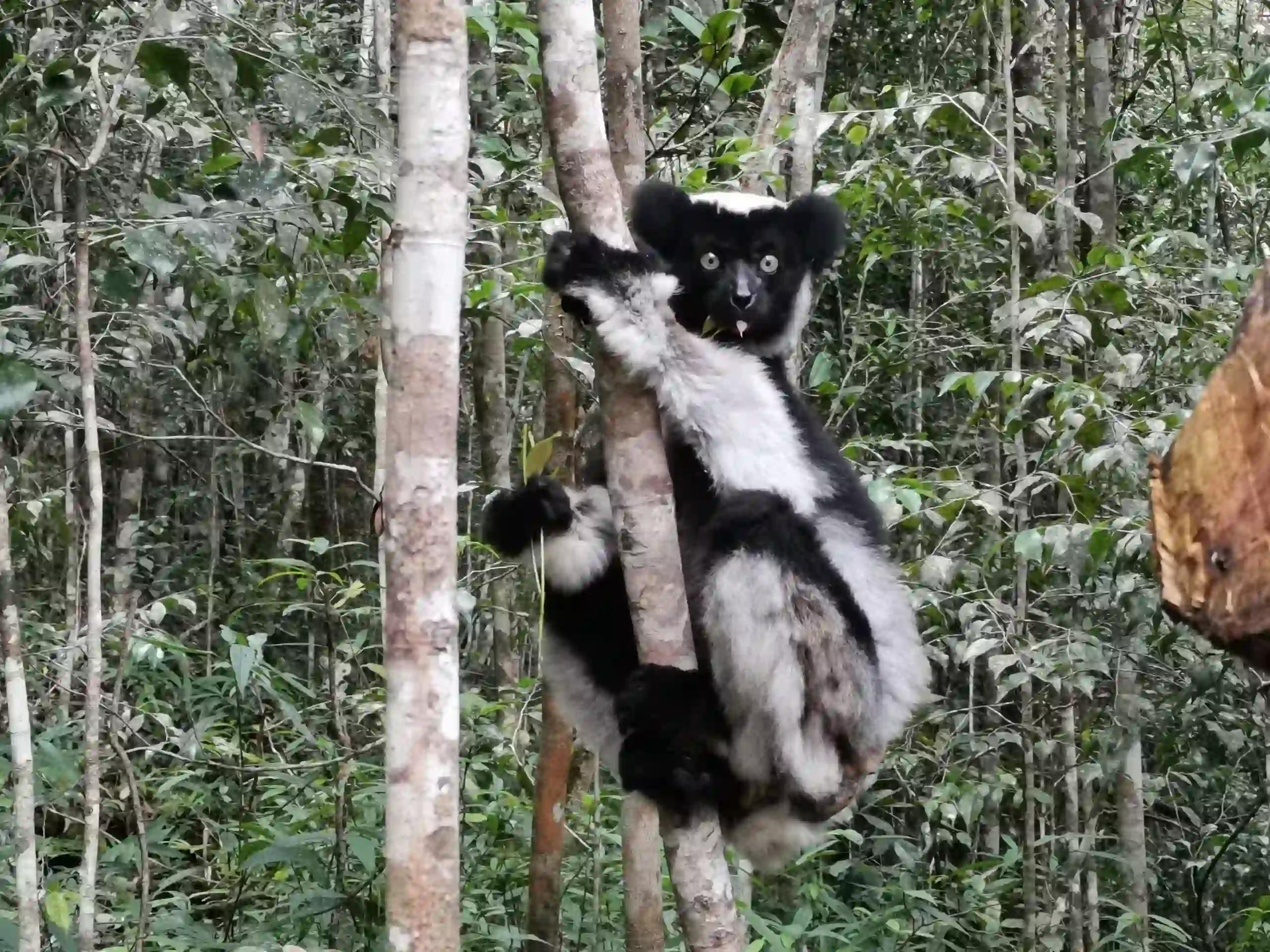 Andasibe Mantadia National Park