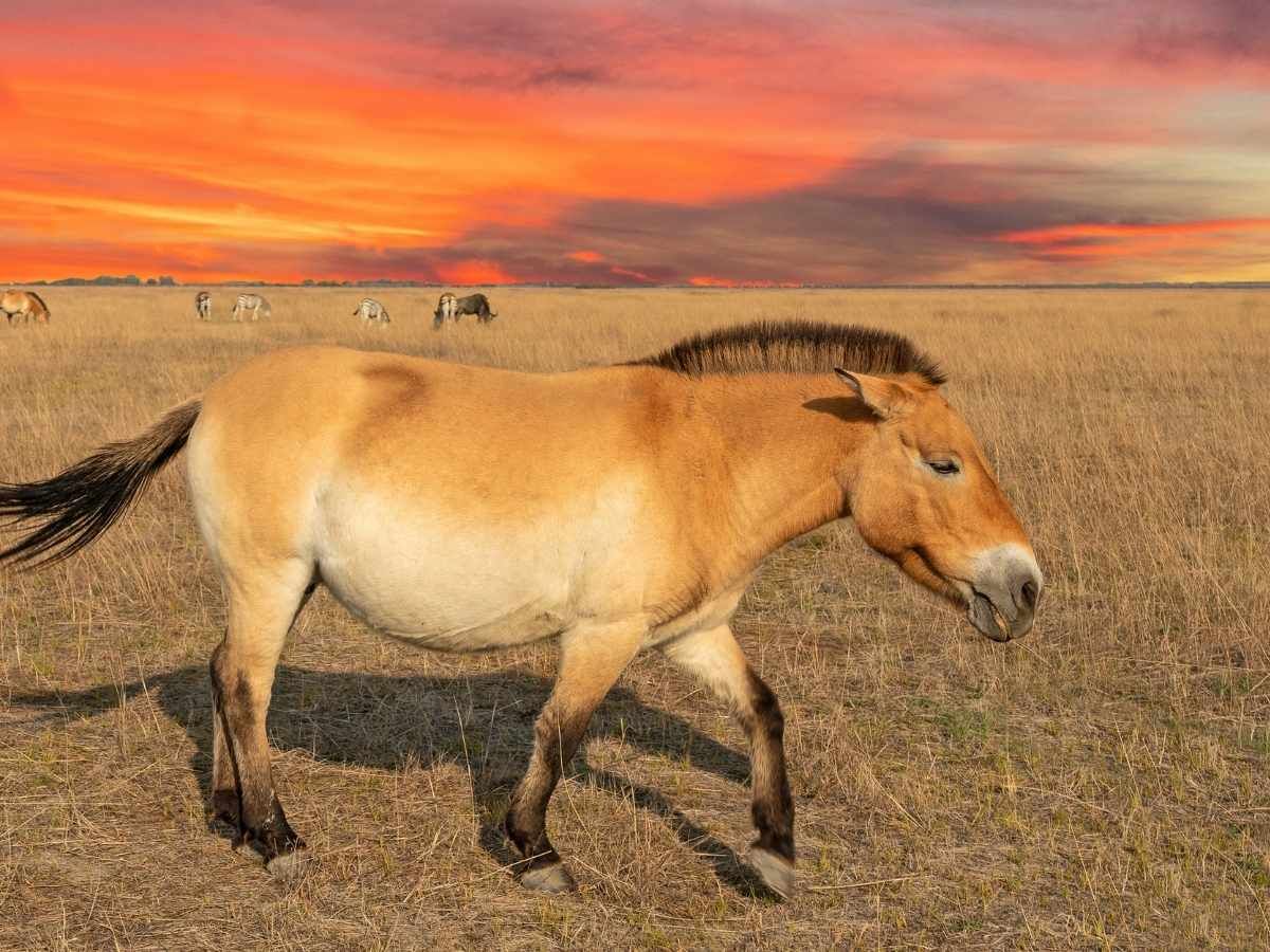 Przewalski's horses