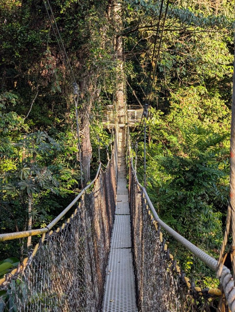 atta rainforest - guyana