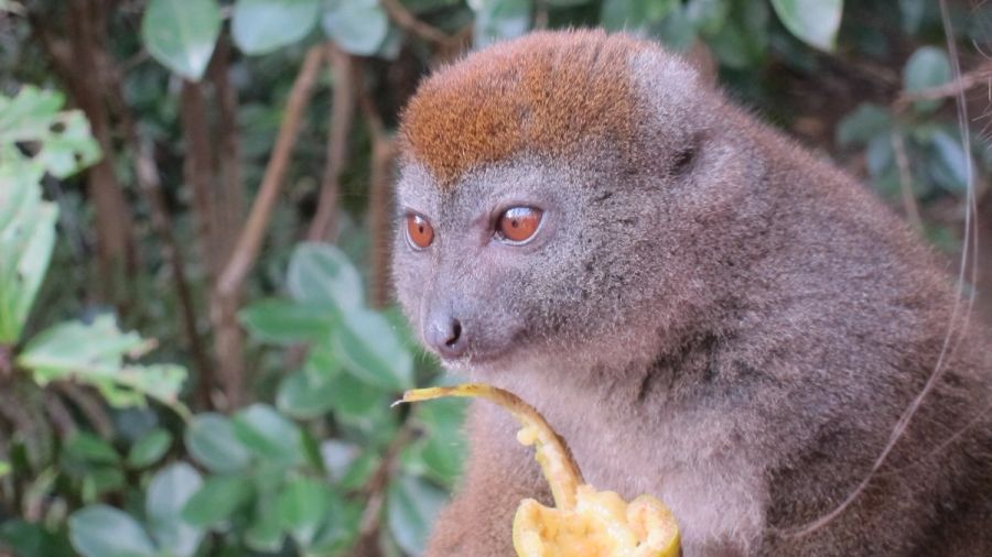 Bamboo Lemur