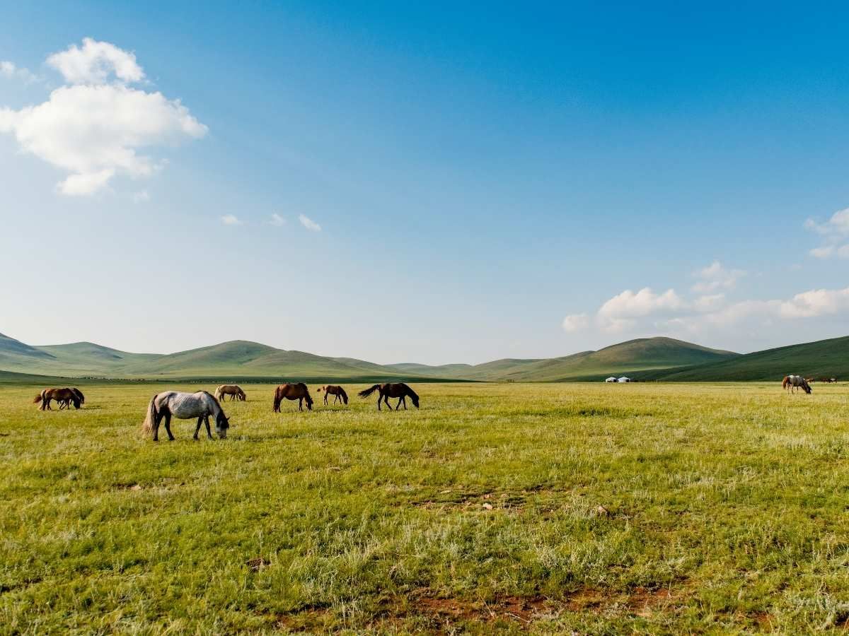 forest-steppe on foot