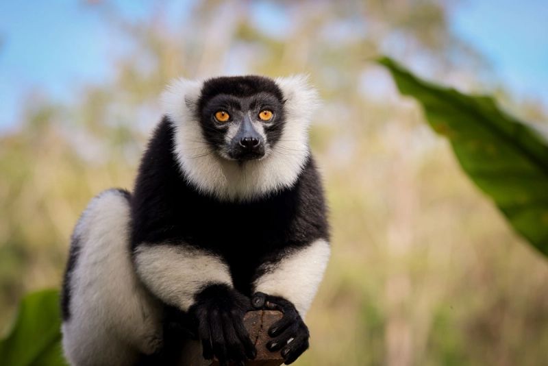 Luxury Madagascar Tailormade – Rainforest and Reef 