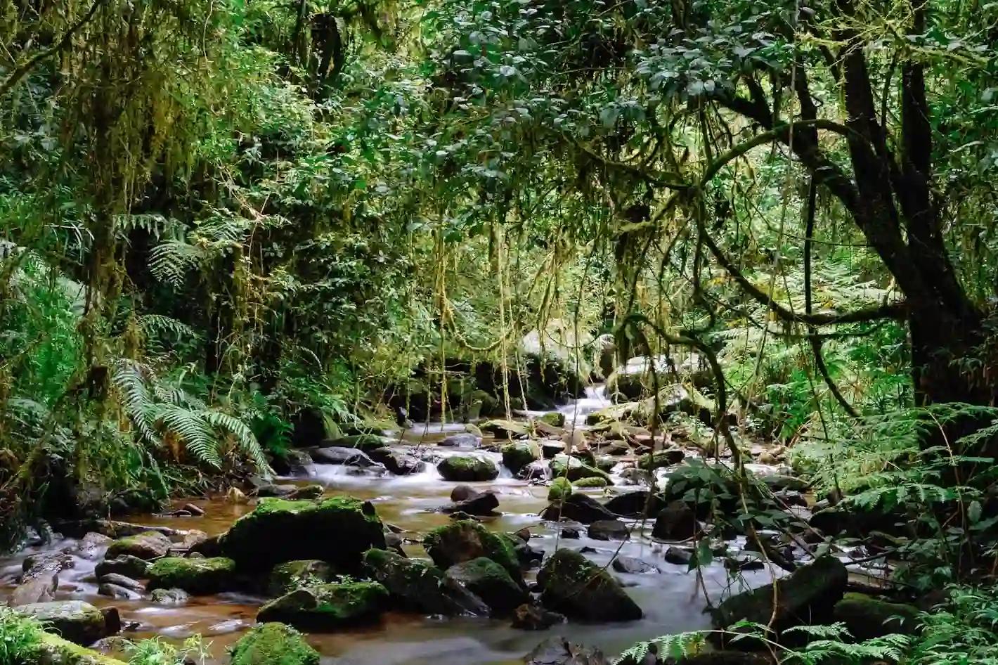 Madagascar-Ranomafana-Rainforest