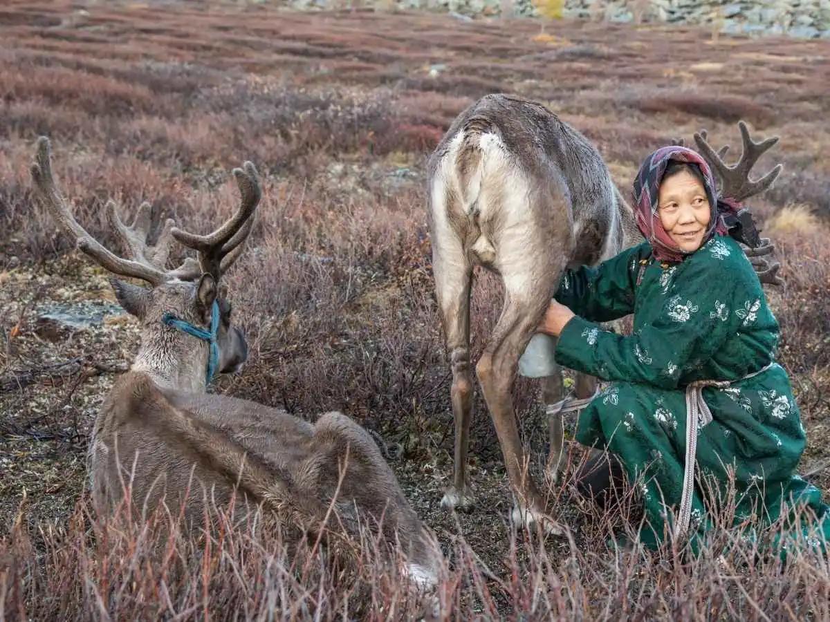 Reindeer Herders and Explore the Orkhon Valley