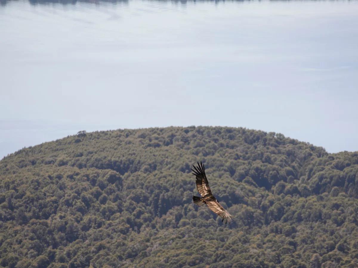 Andean condor Patagonia