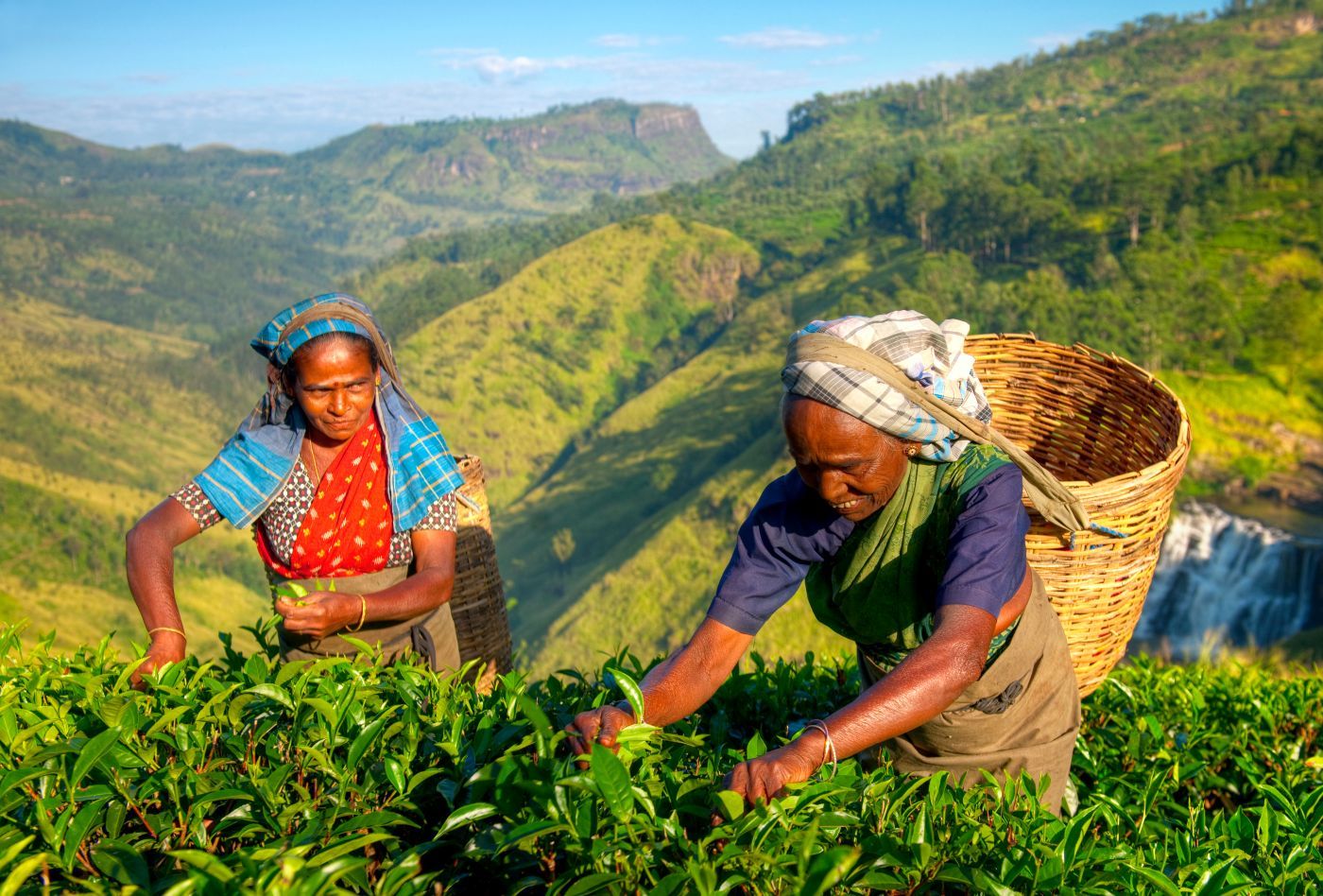 Tea Pickers Sri Lanka