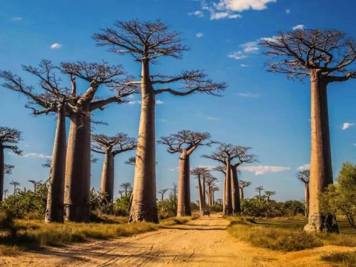 Unparalleled Biodiversity