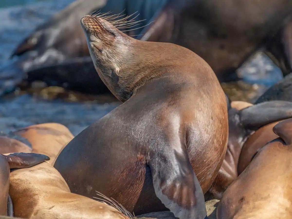 Sea Lions Island