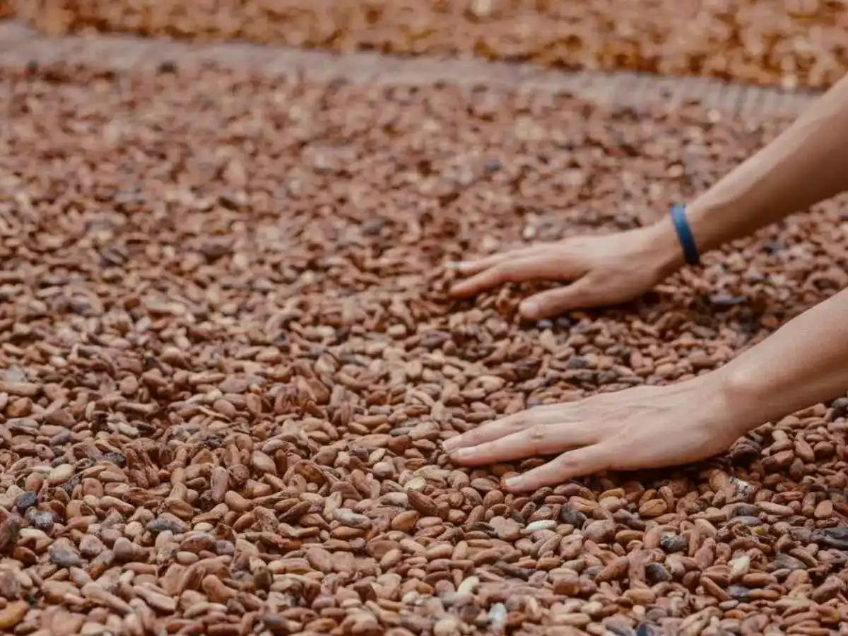 Cacao Plant to Colombian Chocolate