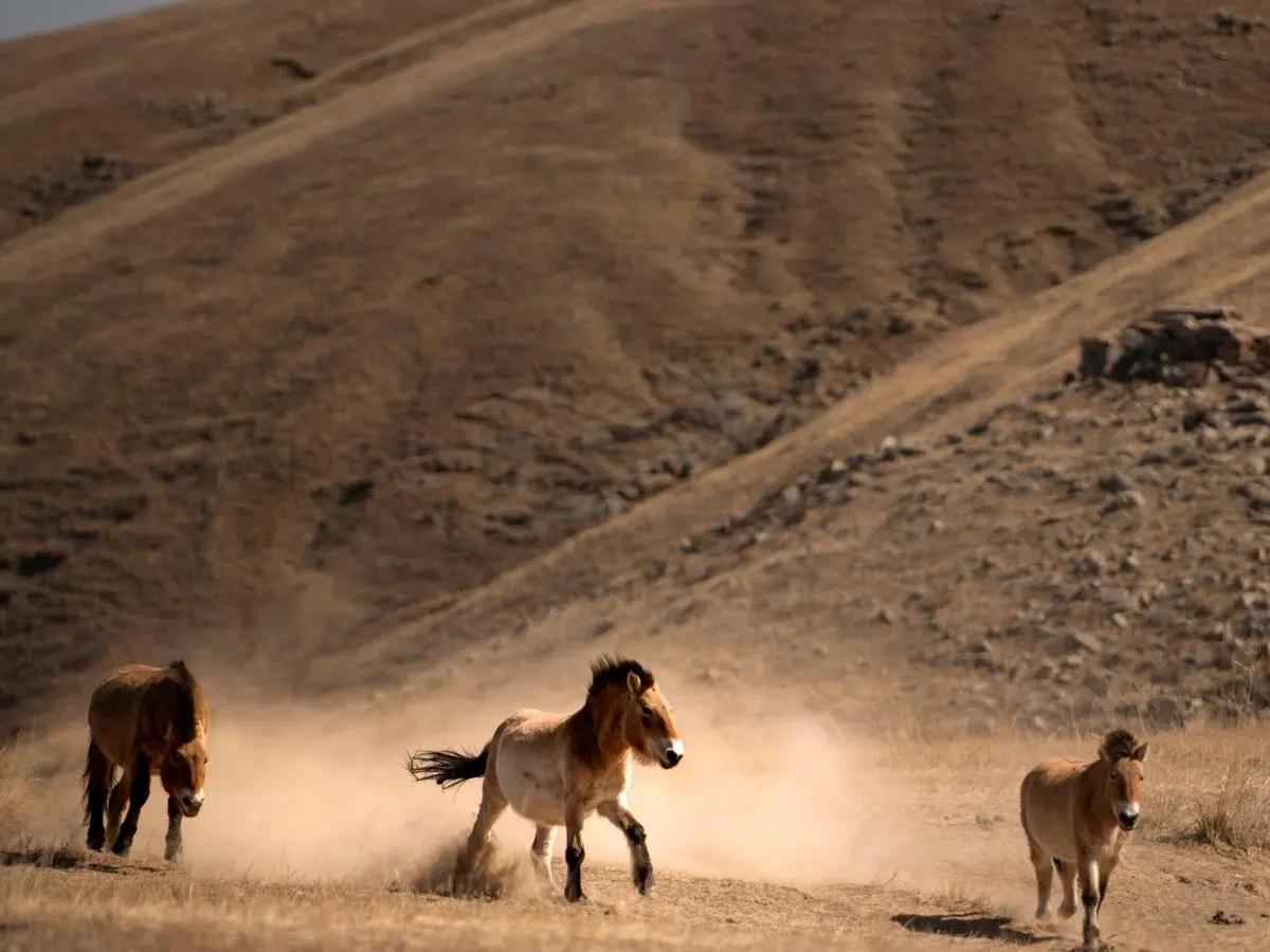 Hustai National Park