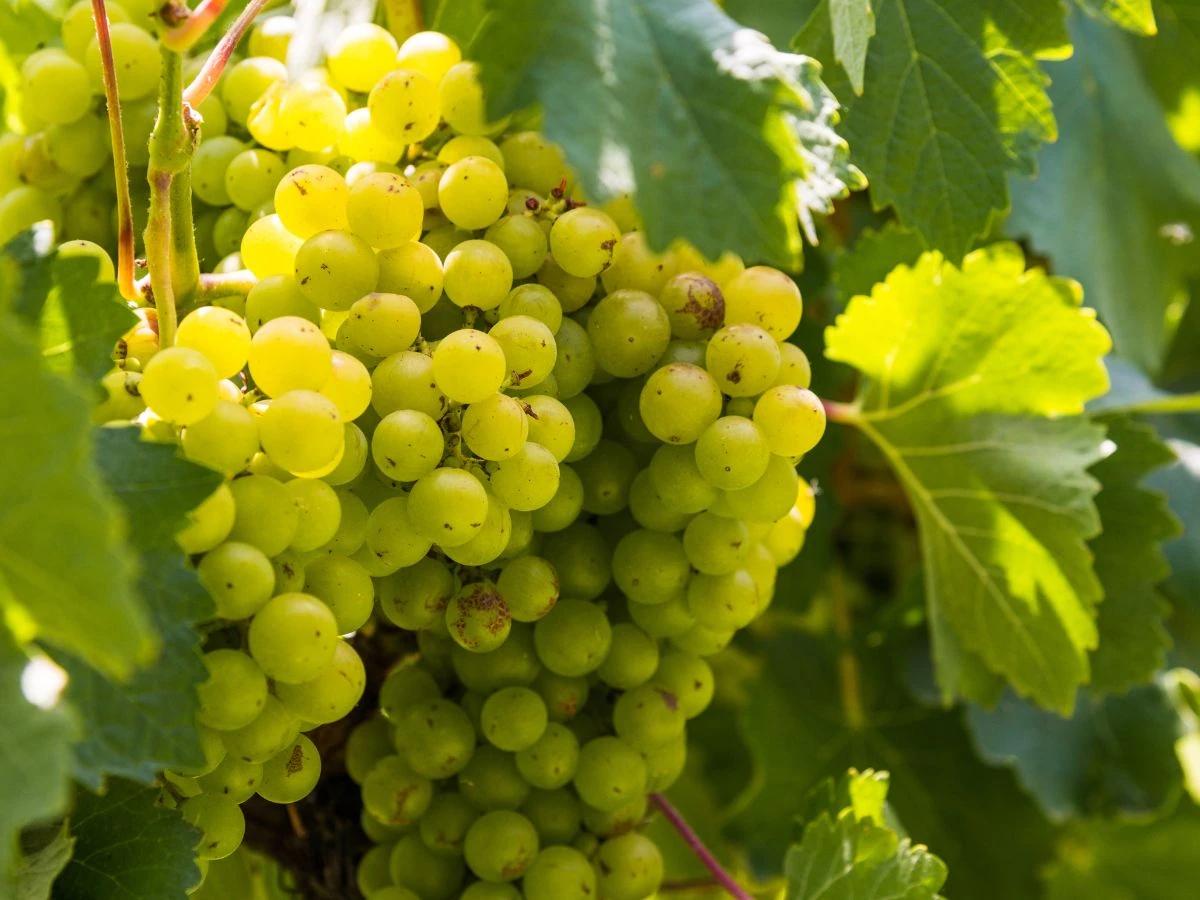 green grapes