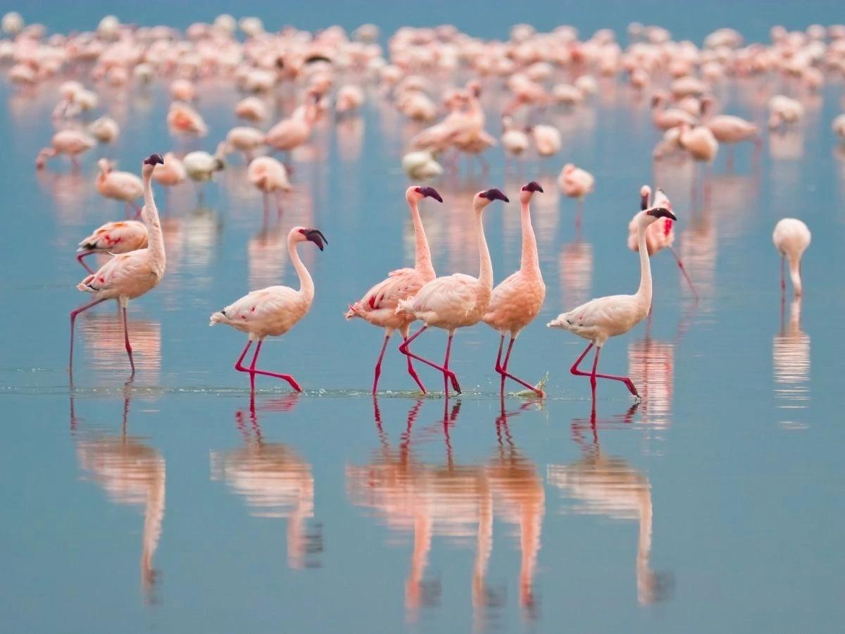Flamingos