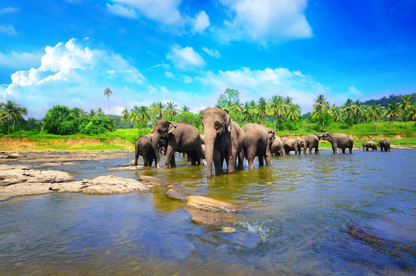 Elephants sri lanka