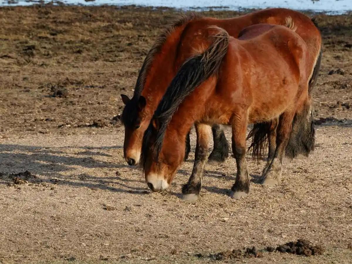 Takhi Wild Horses in Hustai National Park