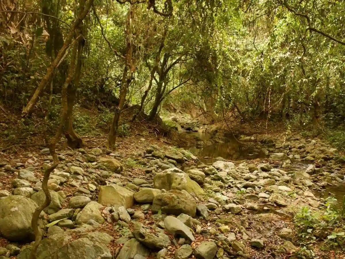 Into the Jungle