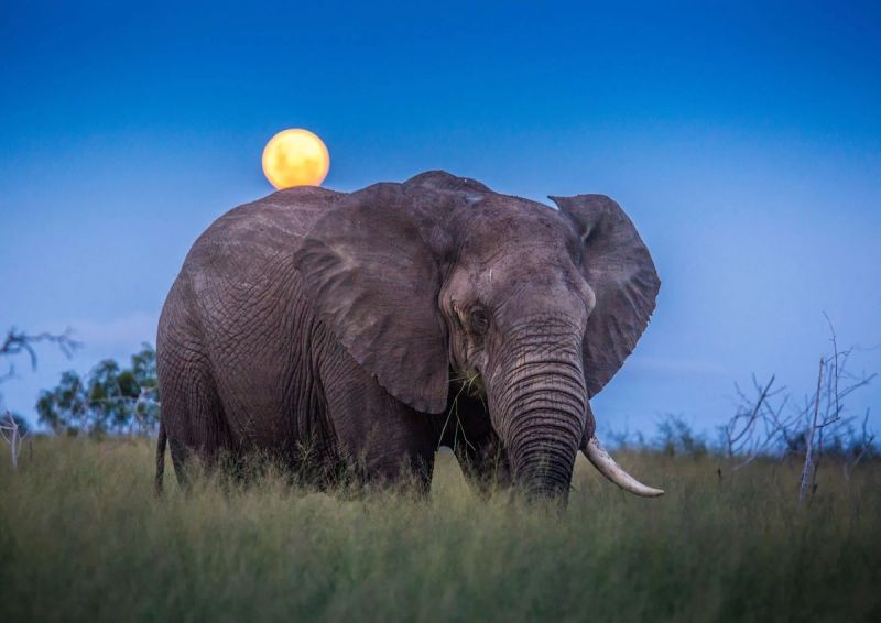 Eswatini Tailormade – Wildlife, Conservation & Swati Culture